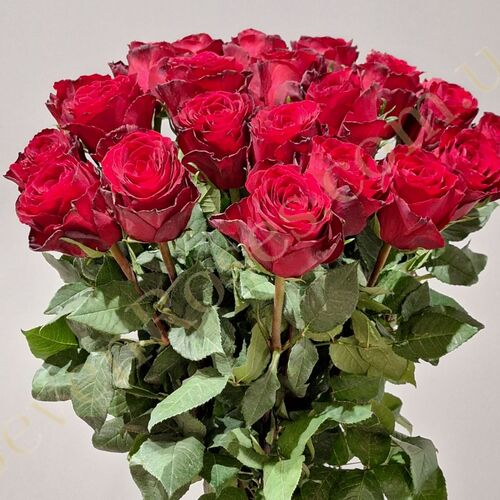 35 троянд Madam Red 60см
