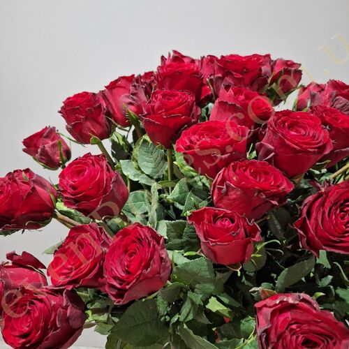 75 троянд Madam Red 60см
