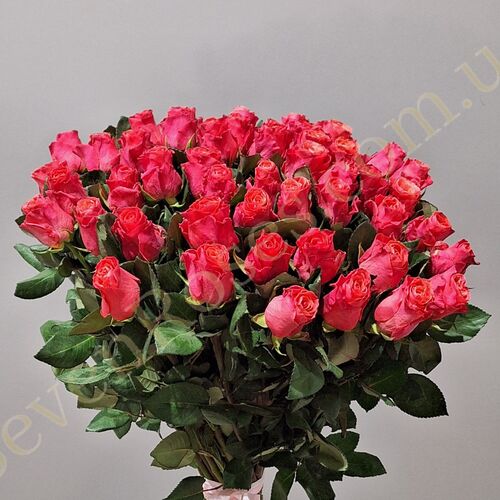 51 троянда Pink Tacazzi 80см