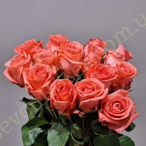 15 троянд Sankara 70см