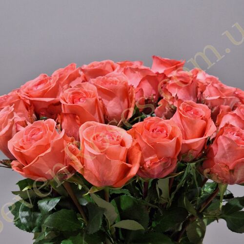 35 троянд Sankara 70см