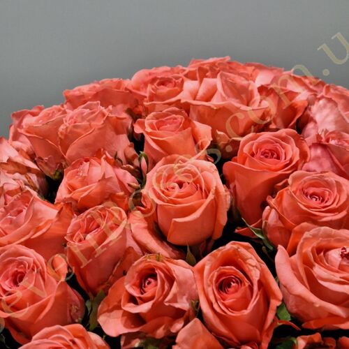 75 троянд Sankara 70см