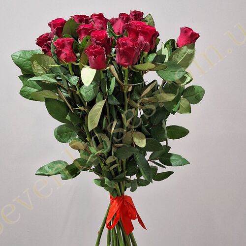 Троянда Red Tacazzi 70см