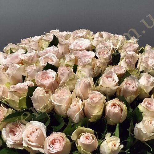 151 Троянда High & Bridal 80см