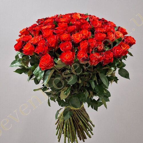75 троянд Fiorella 60см