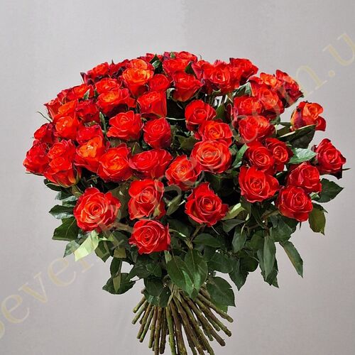 51 троянда Fiorella 60см
