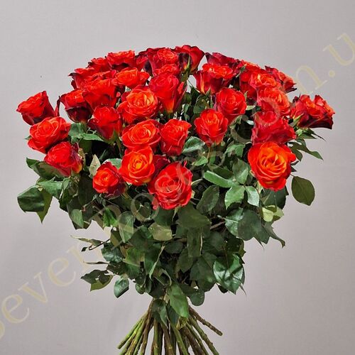 45 троянд Fiorella 60см
