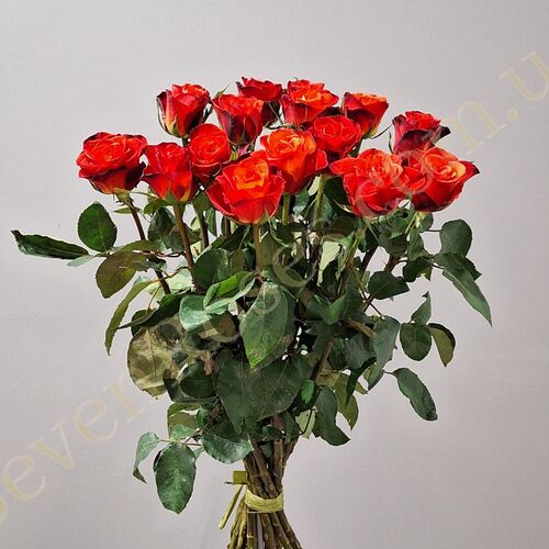 15 троянд Fiorella 60см