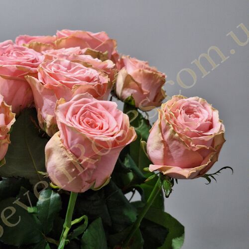 Троянда Софі Лорен 80см
