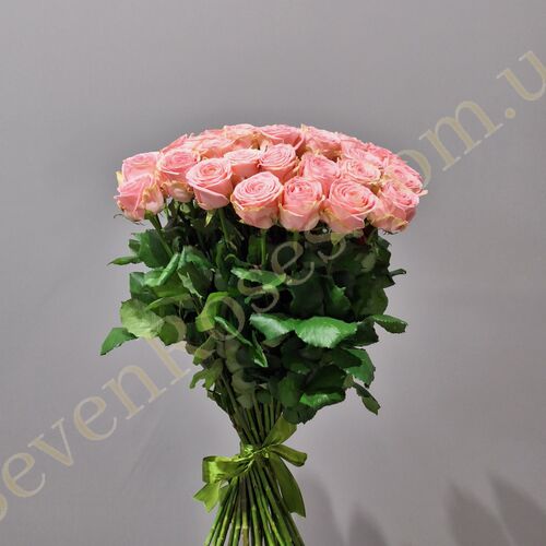 35 троянд Софі Лорен 80см