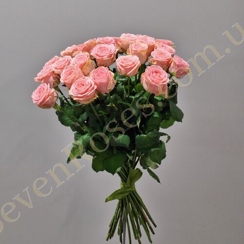 25 троянд Софі Лорен 80см