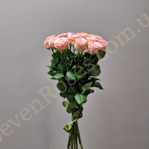 15 троянд Софі Лорен 80см