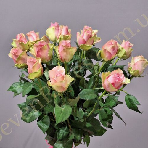 15 троянд Belle Rose 70см