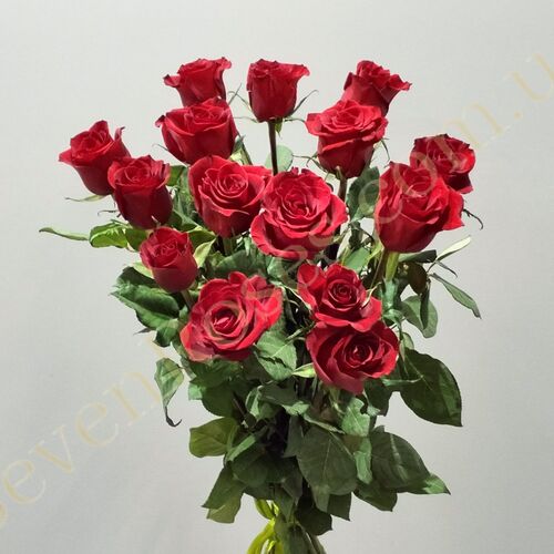 15 троянд Ever Red 70см