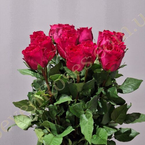 15 троянд Madam Cerise 80см