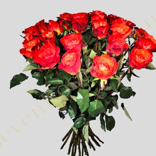 Троянда Fiorella 80см