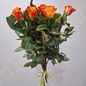 Троянда Mariyo 70см