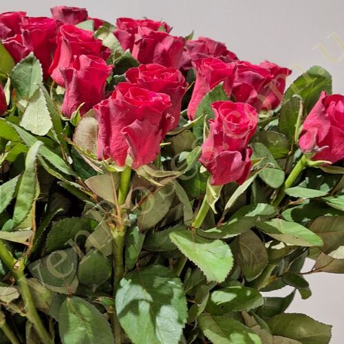 Троянда Red Tacazzi 60см