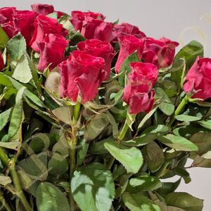 Троянда Red Tacazzi 60см