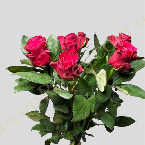 Троянда Rhodos 70см