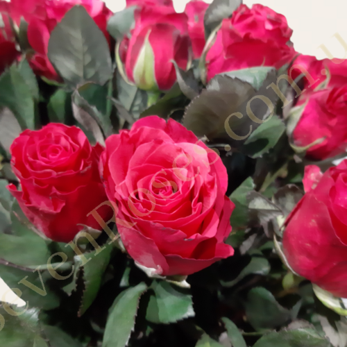 25 троянд Tacazzi 80см