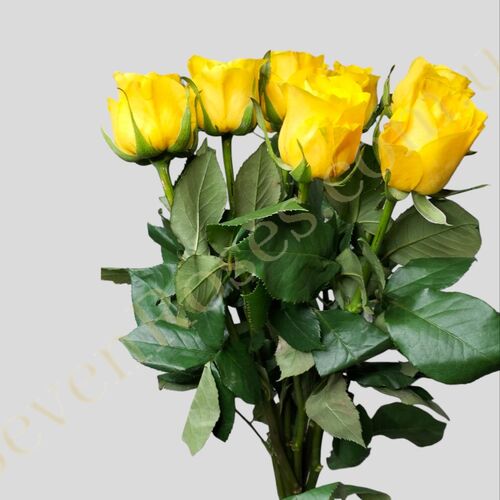 Троянда Yelloween 70см