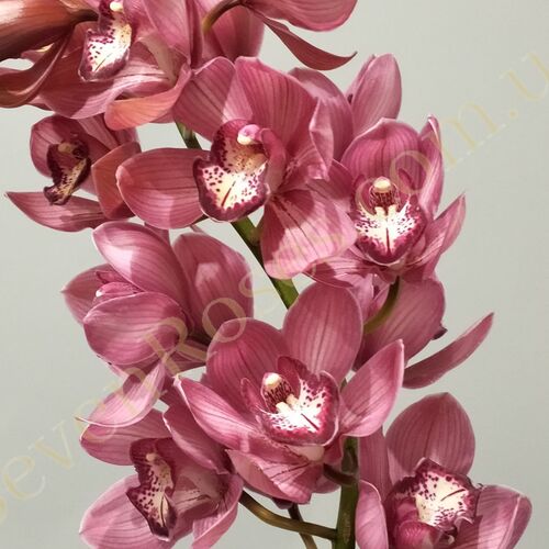 Орхідея рожева