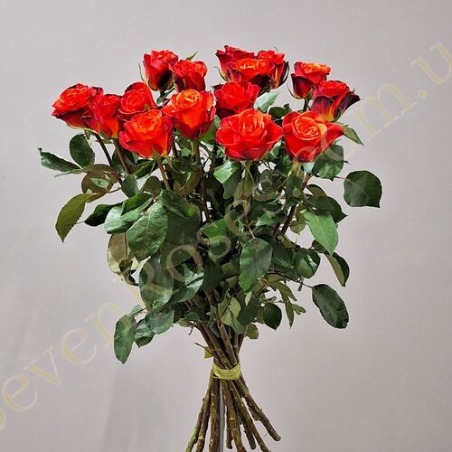 15 троянд Fiorella 80см