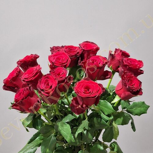 15 троянд Rhodos 60см