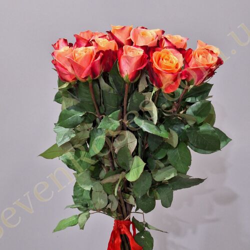 15 троянд Helene 80см