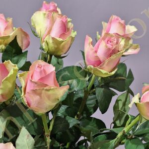 Троянда Belle Rose 60см