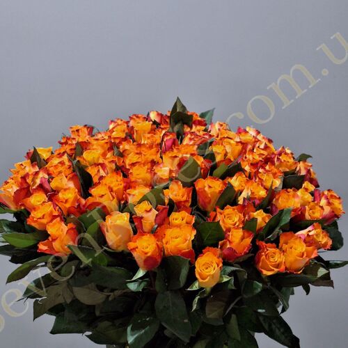 151 троянда Mariyo 80см