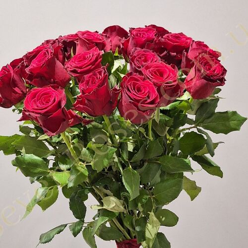 35 троянд Rhodos 60см