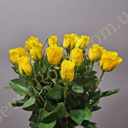 Троянда Goldfinch 80см