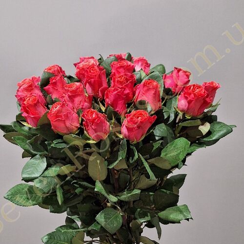 35 троянд Pink Tacazzi 80см