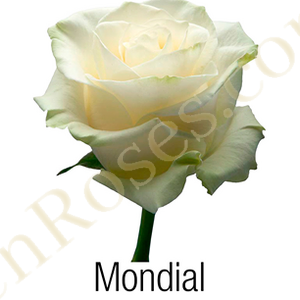 Mondial 90cm