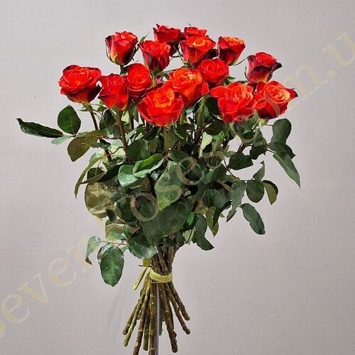 Троянда Fiorella 60см