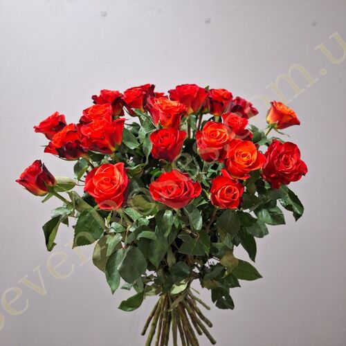 25 троянд Fiorella 60см
