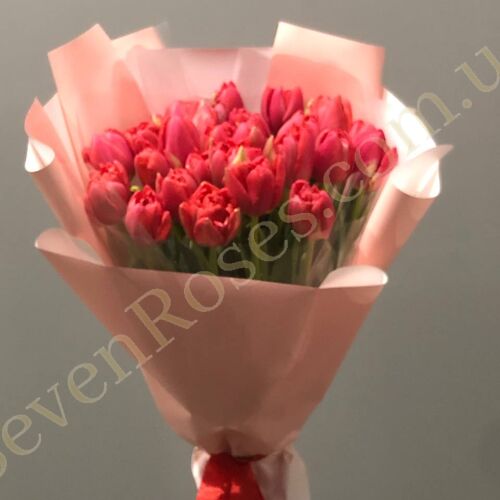 Букет 25 червоних півоноподібних тюльпанів в упаковці