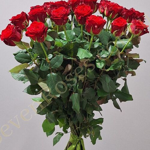 25 троянд Марічка 90см