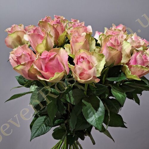 25 троянд Belle Rose 70см