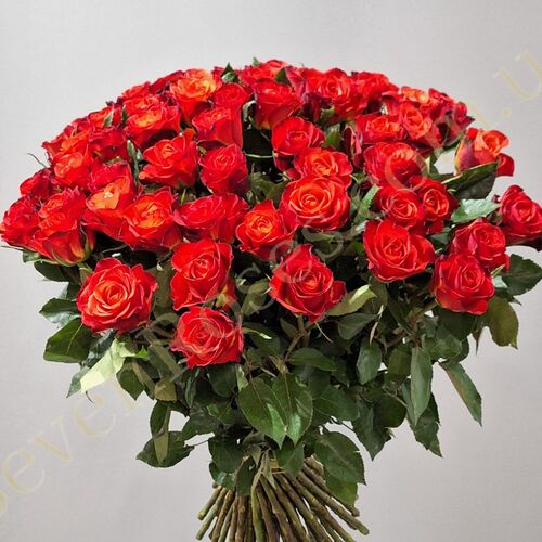 51 троянда Fiorella 70см