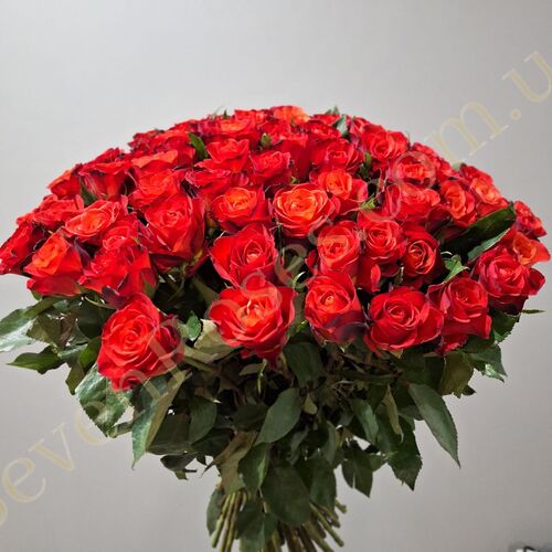 75 троянд Fiorella 70см