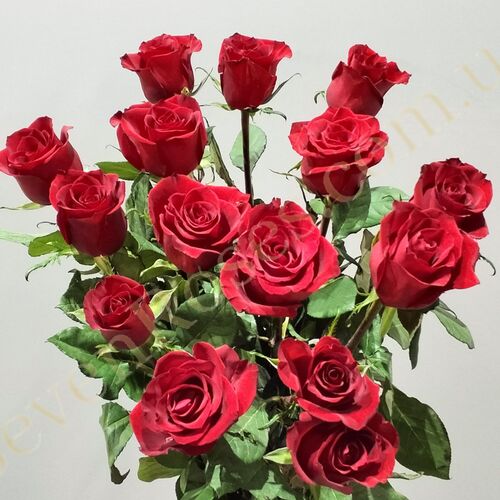 Троянда Ever Red 80см