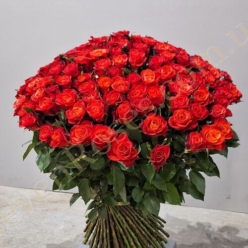 151 троянда Fiorella 70см
