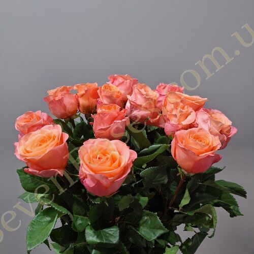 Троянда Lady Margaret 80см
