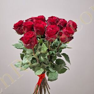Троянда Madam Red 60см