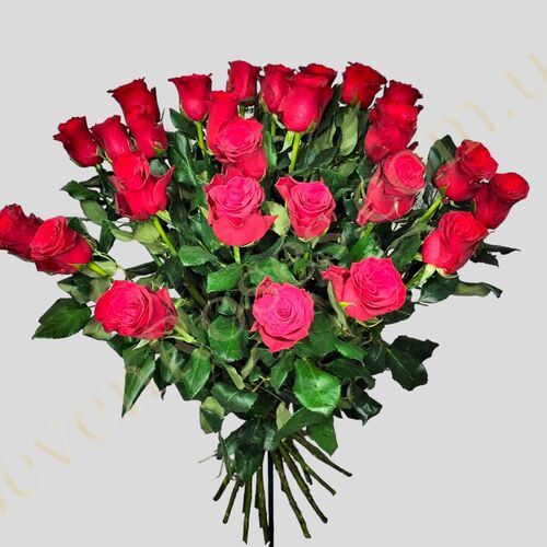 Троянда Rhodos 50см