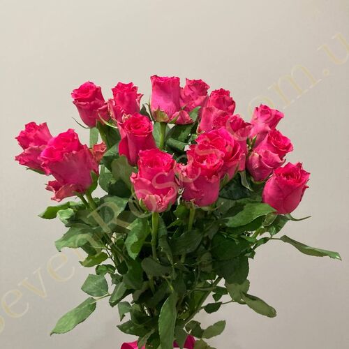 Троянда Pink Rhodos 60см