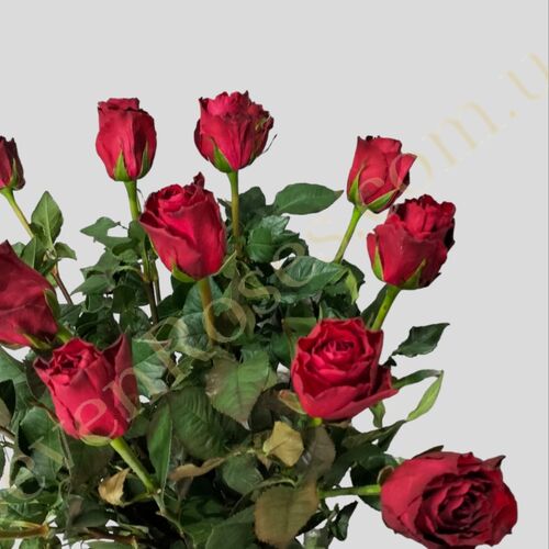 Троянда Madam Red 80см